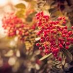 Jeřabiny – lahodný elixír podzimu